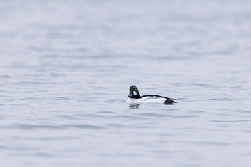 Common Goldeneye Bucephala clangula swimming on the Rhine during wintertime