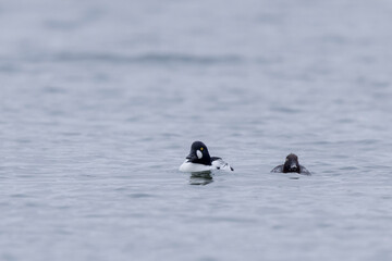 Common Goldeneye Bucephala clangula swimming on the Rhine during wintertime