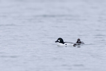 Common Goldeneye Bucephala clangula swimming on the Rhine during wintertime