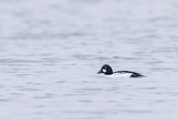 Common Goldeneye Bucephala clangula swimming on the Rhine during wintertime
