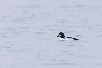Common Goldeneye Bucephala clangula swimming on the Rhine during wintertime