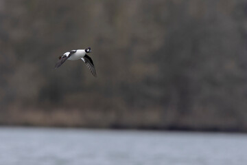 Common Goldeneye Bucephala clangula swimming on the Rhine during wintertime