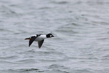 Common Goldeneye Bucephala clangula swimming on the Rhine during wintertime