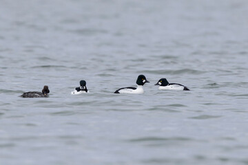 Common Goldeneye Bucephala clangula swimming on the Rhine during wintertime