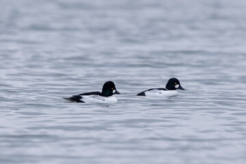 Common Goldeneye Bucephala clangula swimming on the Rhine during wintertime