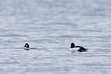 Fototapeta premium Common Goldeneye Bucephala clangula swimming on the Rhine during wintertime