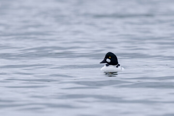 Common Goldeneye Bucephala clangula swimming on the Rhine during wintertime