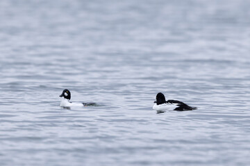 Common Goldeneye Bucephala clangula swimming on the Rhine during wintertime