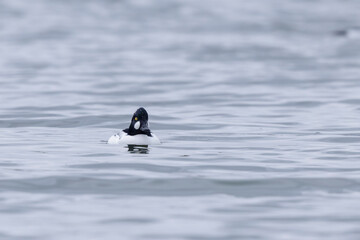 Common Goldeneye Bucephala clangula swimming on the Rhine during wintertime