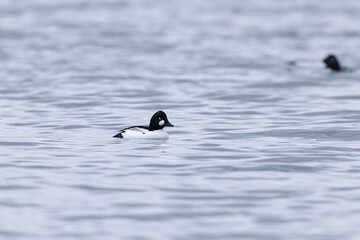 Common Goldeneye Bucephala clangula swimming on the Rhine during wintertime