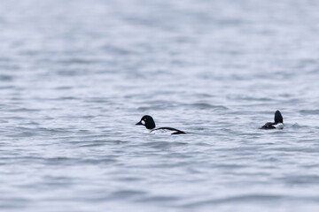 Common Goldeneye Bucephala clangula swimming on the Rhine during wintertime