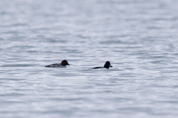 Common Goldeneye Bucephala clangula swimming on the Rhine during wintertime
