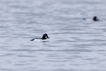 Common Goldeneye Bucephala clangula swimming on the Rhine during wintertime