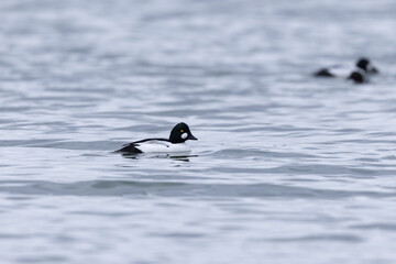 Common Goldeneye Bucephala clangula swimming on the Rhine during wintertime