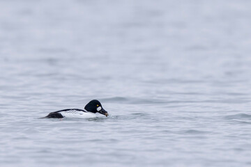 Common Goldeneye Bucephala clangula swimming on the Rhine during wintertime