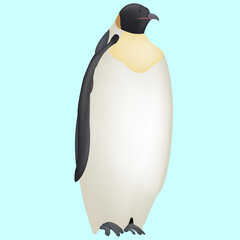 Adult penguin. The bird stands slenderly on its two legs, pressing its wings to its streamlined body.