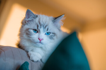 Mały kot rasy Ragdoll, Mały kotek, Biały kot z niebieskimi oczami, Słodki kotek, Młody piękny kot siedzący na kanapie.