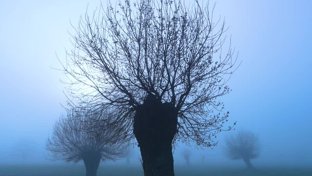 Dawn in the Ash pasture (Fraxinus excelsior) pollards among the fog. Forest of the Blacksmith of San Lorenzo de El Escorial. Sierra de Guadarrama. Madrid's community. Spain. Europe