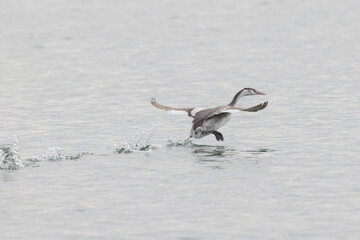 Great crested Grebe Podiceps cristatus on pond