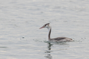 Great crested Grebe Podiceps cristatus on pond