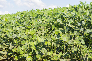 Fototapeta na wymiar Brazilian soy plantation on sunny day