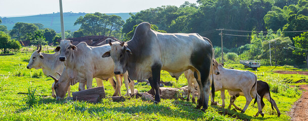 The nellore cattle herd