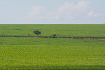Sugarcane plantation on sunny day