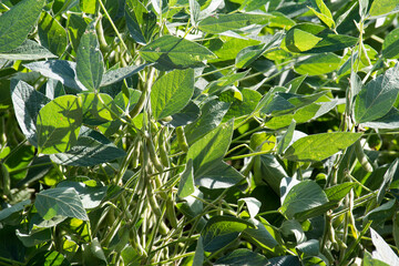 Brazilian soy plantation on sunny day