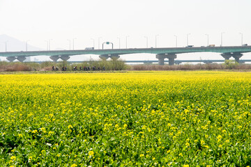 Field of canola flowers in Busan