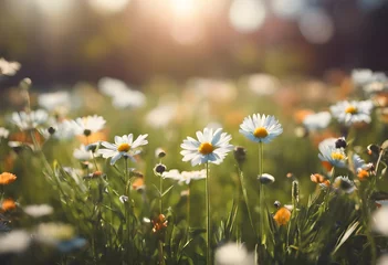 Deurstickers Flower meadow in spring © Made in Sweden