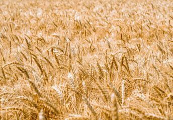 wheat spikelets pattern on the field