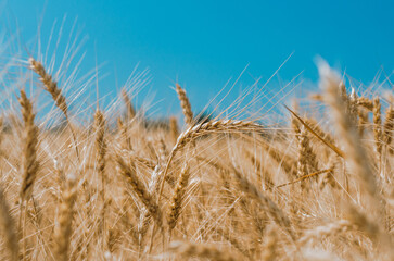 Fototapeta premium spikelets of wheat on a field on a farm against the backdrop of a clear blue sky