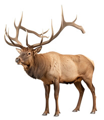 Naklejka na ściany i meble a Bull Elk, standing with large antlers in a 3/4 view PNG, in a Wildlife-themed, isolated, and transparent photorealistic illustration. Generative ai