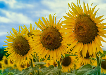 three yellow sunflowers on a field against a blue sky with clouds