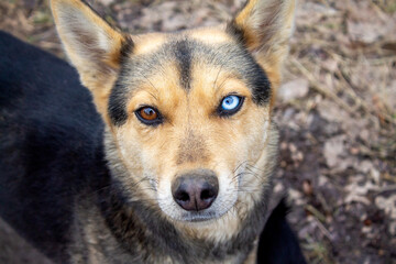 heterochromia in a mongrel dog - 746027418