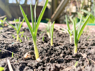 spring onions growing in the garden
