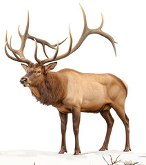 a Bull Elk, standing with large antlers in a 3/4 view PNG, in a Wildlife-themed, isolated, and transparent photorealistic illustration. Generative ai