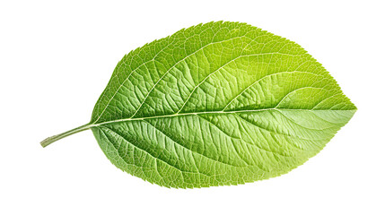 Obraz premium Apple green leaf isolated on transparent background 