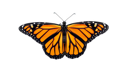 Fototapeta na wymiar Beautiful monarch butterfly isolated on transparent background