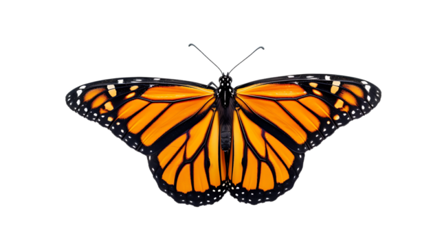 Beautiful monarch butterfly isolated on transparent background