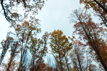 tree tops on the background of the sky in autumn. branches with yellow leaves on blue texture