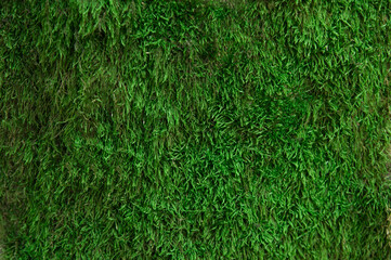 texture with green forest moss. soft fleecy green background	