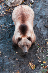 brown adult bears in the autumn forest. predatory hungry bears	