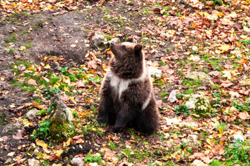 brown adult bears in the autumn forest. predatory hungry bears	
