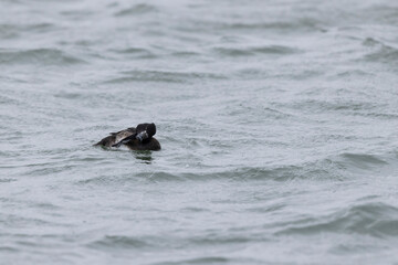 Tufted Duck Aythya fuligula swimming on or flying over the Rhine, Alsace, Eastern France