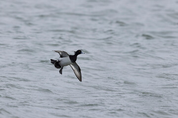 Tufted Duck Aythya fuligula swimming on or flying over the Rhine, Alsace, Eastern France