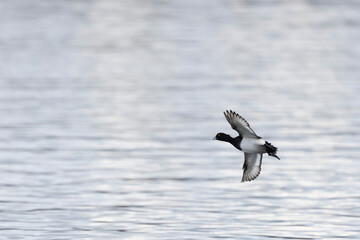 Tufted Duck Aythya fuligula swimming on or flying over the Rhine, Alsace, Eastern France