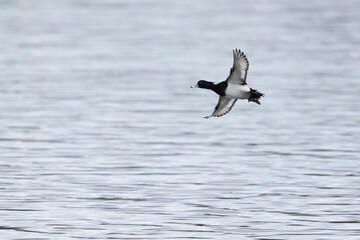 Tufted Duck Aythya fuligula swimming on or flying over the Rhine, Alsace, Eastern France