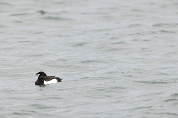 Tufted Duck Aythya fuligula swimming on or flying over the Rhine, Alsace, Eastern France