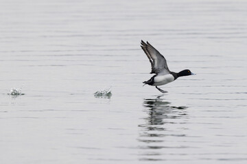 Tufted Duck Aythya fuligula swimming on or flying over the Rhine, Alsace, Eastern France